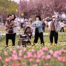 二十一年 花开成诗——从10万株到300万株的节庆蝶变