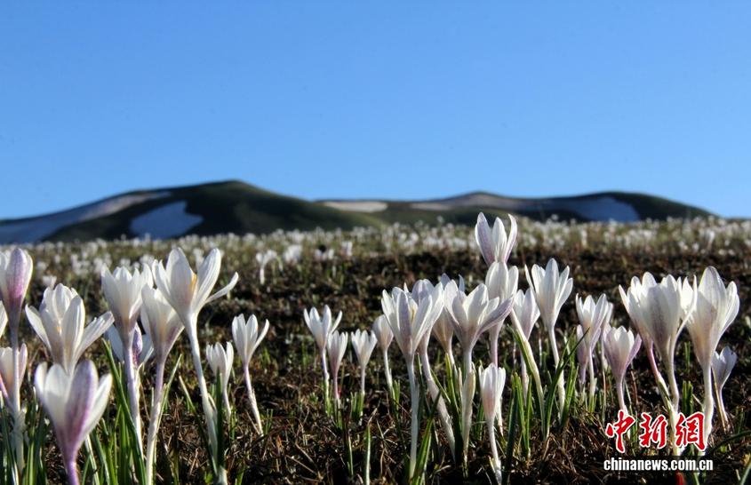 新疆裕民：高山草原顶冰花盛开