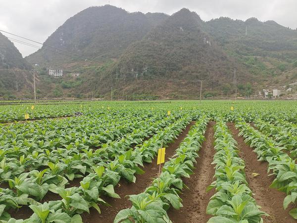 黄色粘虫板诱杀蚜虫。彭高云 摄 黄色粘虫板诱杀蚜虫。彭高云 摄