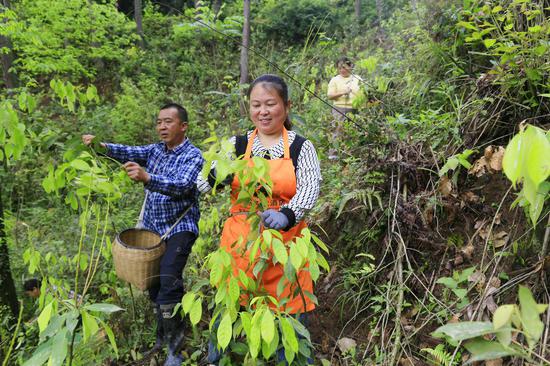 在凤冈县进化镇临江村，村民在林下甜茶基地采摘甜茶。饶云  摄