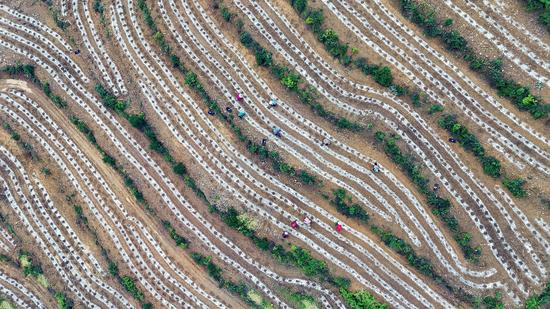 村民在剑河县南哨镇德仟村辣椒种植基地劳作情景（航拍图）