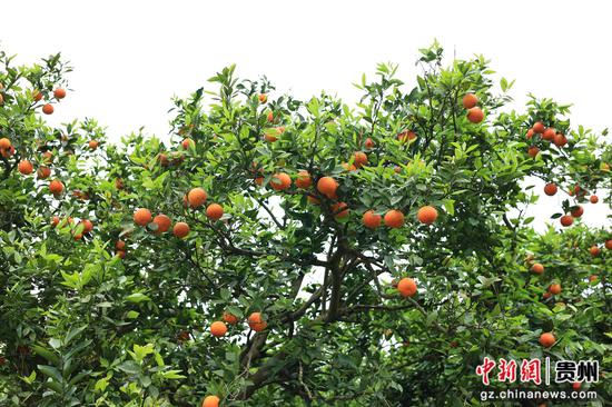 橙满园社区果子挂满枝头。 范俊岑 摄