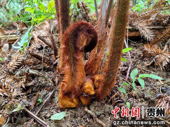 金毛狗蕨发新芽