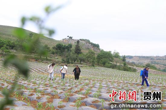 村民管护辣椒现场。郑春华 摄