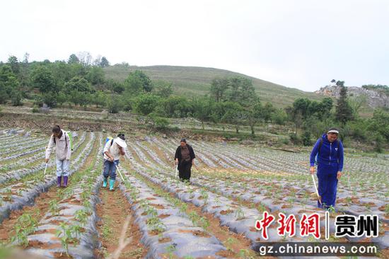 村民管护辣椒现场。郑春华 摄