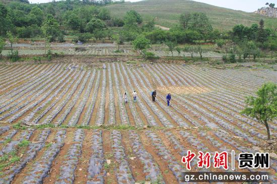 村民辣椒基地管护辣椒。郑春华 摄
