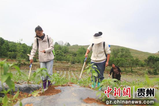 村民管护辣椒现场。郑春华 摄