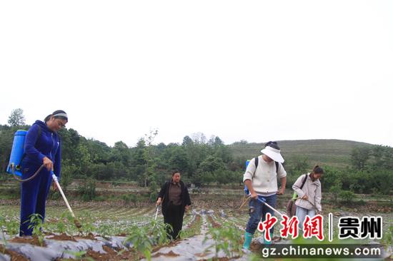 村民管护辣椒现场。郑春华 摄