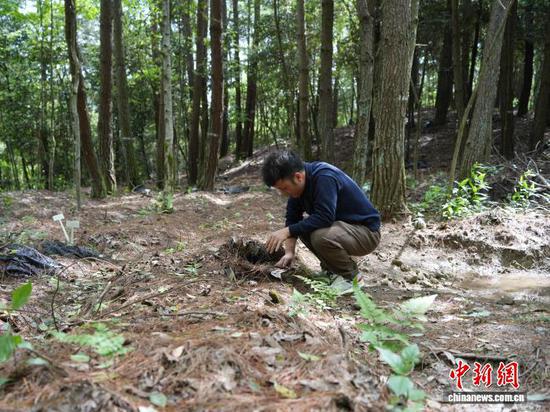 图为贵州德江青年覃玉强在山林间查看天麻的生长情况。记者 周燕玲 摄