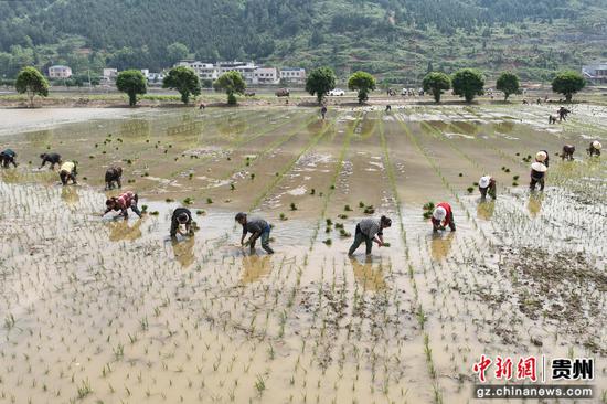 村民在岑巩县水尾镇大树林村水稻制种基地插秧。唐鹏 摄 村民在岑巩县水尾镇大树林村水稻制种基地插秧。唐鹏 摄