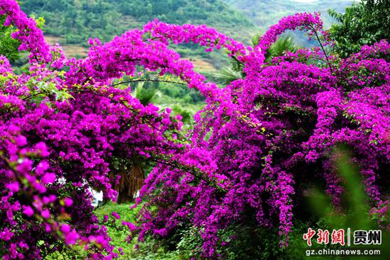 三角梅花开景色美