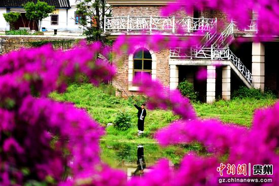 三角梅花开景色美