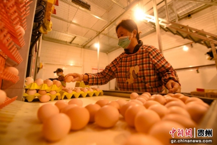 图为在松桃苗族自治县盘信镇一蛋鸡场，村民在捡鸡蛋。龙元彬摄