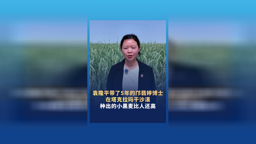 袁隆平带了5年的邝翡婷博士 在新疆沙漠盐碱地种的小黑麦比人还高