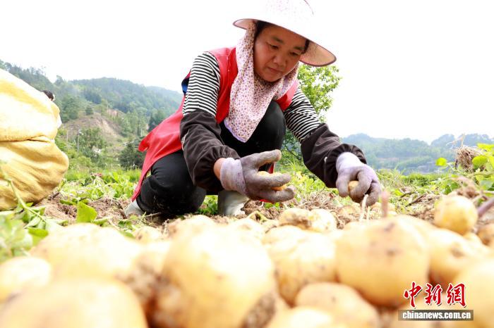 广西三江：小土豆成致富“金疙瘩”