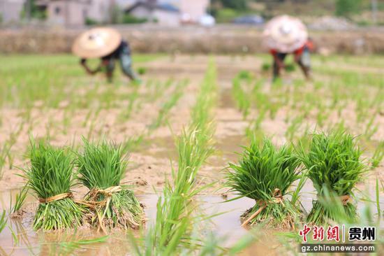 村民在岑巩县水尾镇大树林村水稻制种基地插秧。唐鹏 摄 村民在岑巩县水尾镇大树林村水稻制种基地插秧。唐鹏 摄