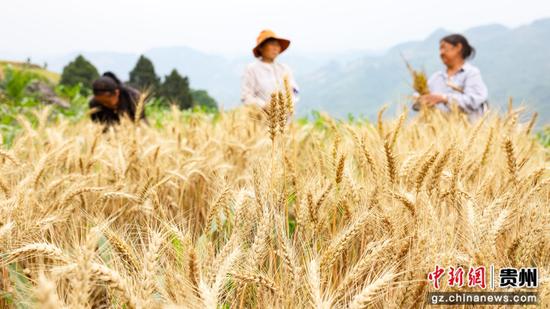 龙场营镇者把村村民趁着晴好天气抢收小麦。 李杰 摄