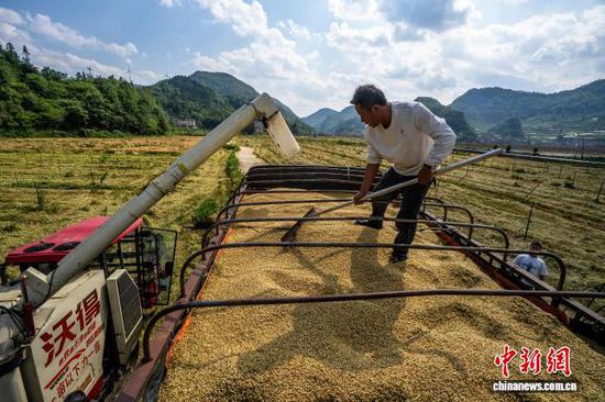 图为贵州省毕节市织金县上坪寨乡坡脚村有机小麦种植基地，收割机正在卸粮。罗大富 摄