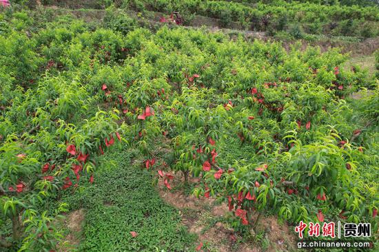 隆里村冬桃种植基地