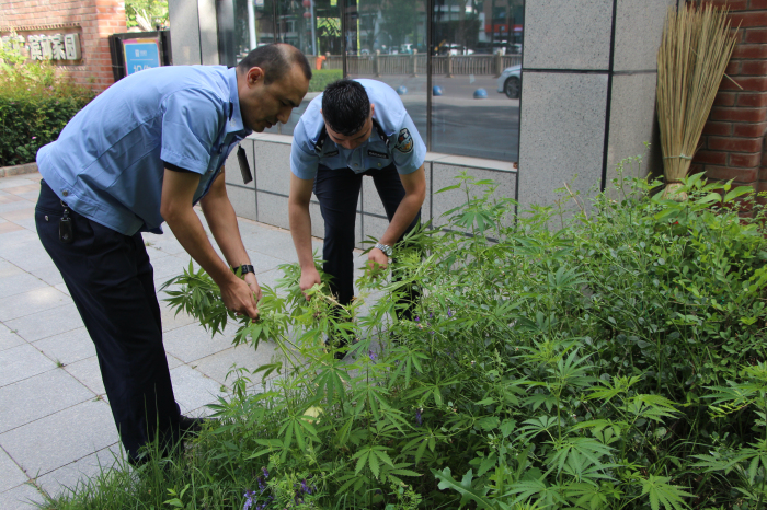 藏在绿化带里的“毒草”被清光！2小时拔除千余株野生大麻
