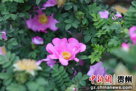 七星关区碧海街道西冲社区的2000亩刺梨花开了 廖槐花 摄
