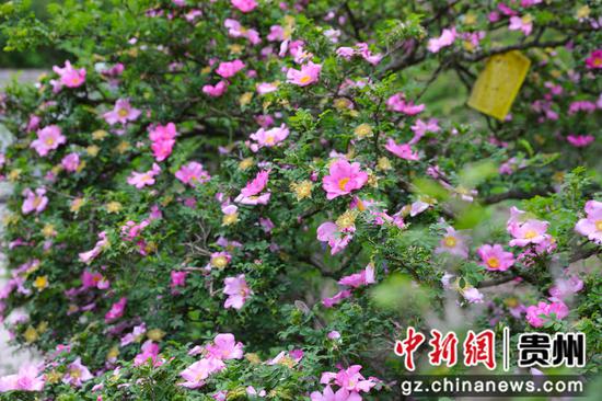 毕节市七星关区碧海街道西冲社区的2000亩刺梨花开了。 廖槐花摄