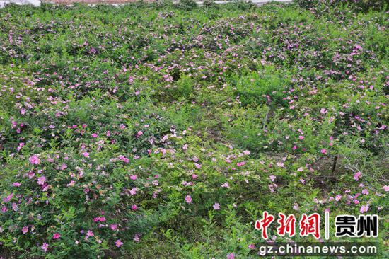 七星关区碧海街道西冲社区的2000亩刺梨花开了。 廖槐花 摄