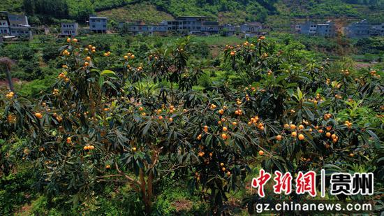 七星关普宜镇双河村琵琶种植基地 。 夏文婧 摄