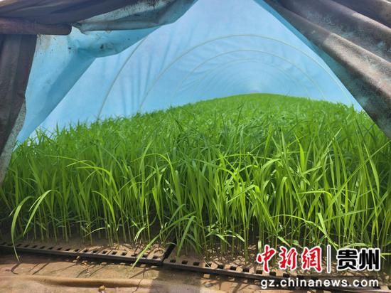 茁壮的秧苗