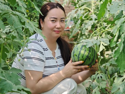 巴楚吊瓜甜蜜上市 鼓起农户钱袋子