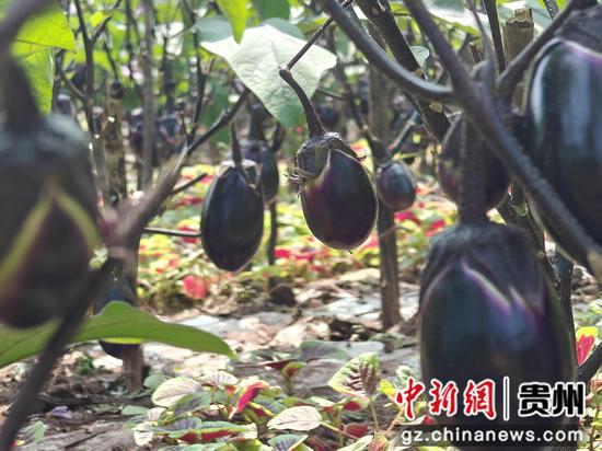 仁怀茅台镇时令蔬菜上市