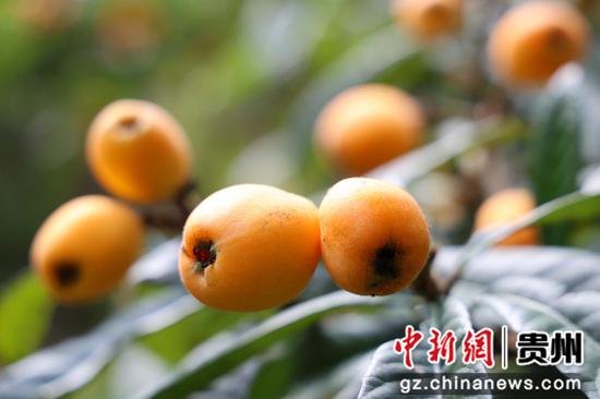 七星关普宜镇双河村琵琶种植基地一树树金黄饱满的果实缀满枝头。 夏文婧 摄
