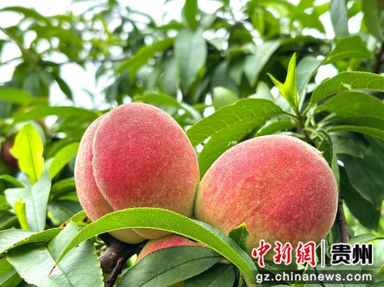 红花村早桃挂满枝头,红润饱满果香四溢。刁苓沙 摄 红花村早桃挂满枝头,红润饱满果香四溢。刁苓沙 摄