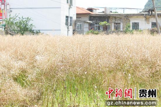 茅坝镇官院坝区油菜籽