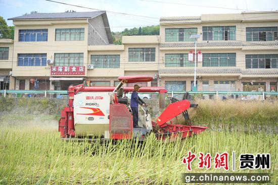 在茅坝镇官院坝区 农机手正在用联合收割机收割油菜