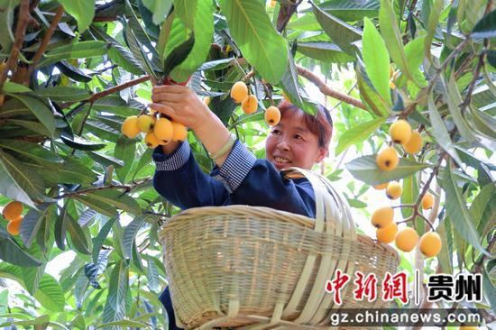 七星关普宜镇双河村琵琶种植基地一树树金黄饱满的果实缀满枝头 农户正在采收。  夏文婧 摄