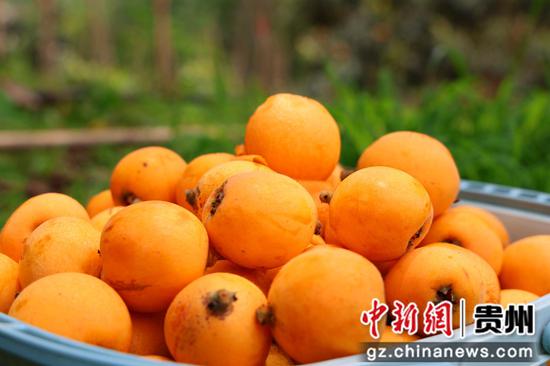 七星关普宜镇双河村琵琶种植基地枇杷丰收。夏文婧 摄