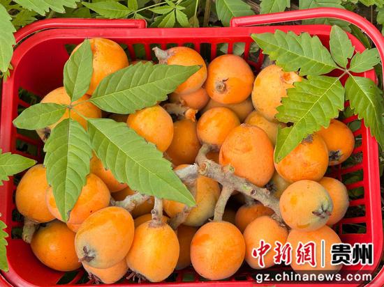 刚采摘的新鲜枇杷,色泽金黄果香浓郁。刁苓沙 摄 刚采摘的新鲜枇杷,色泽金黄果香浓郁。刁苓沙 摄