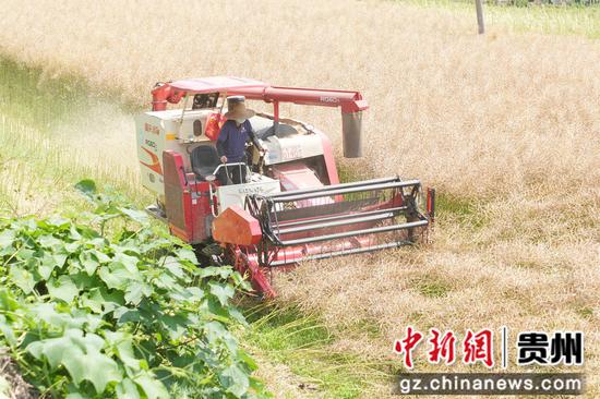 在茅坝镇官院坝区 农机手正在用联合收割机收割油菜