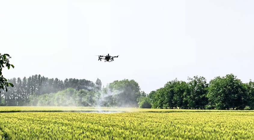 新疆洛浦：冬小麦进入灌浆期 农技人员指导农户“因田施策”