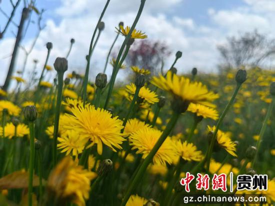 贵州赫章财神镇 漫山杜鹃醉游人