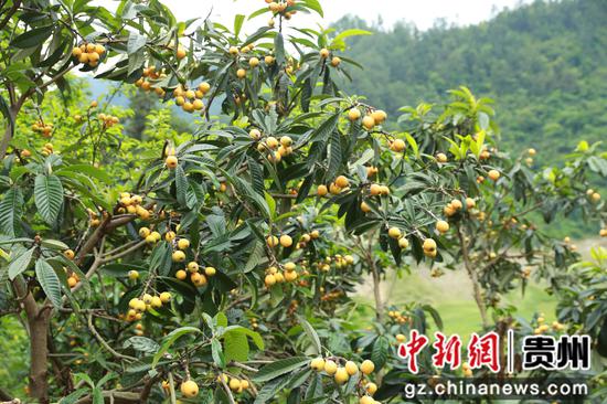 5月14日，剑河镇江村种植的枇杷挂满枝头。杨家孟 摄