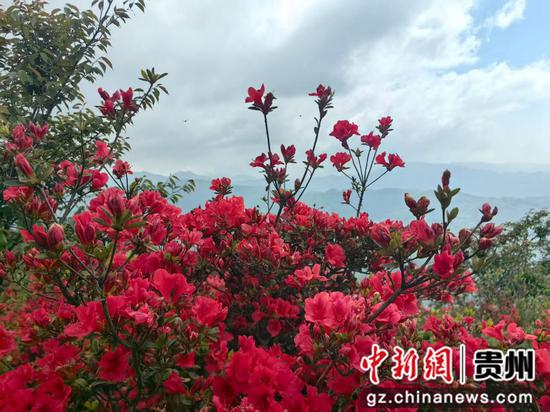 贵州赫章财神镇 漫山杜鹃醉游人