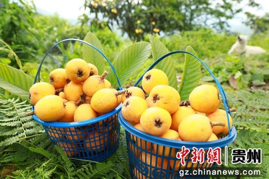 5月16日，剑河镇江村种植的五星枇杷。杨家孟 摄