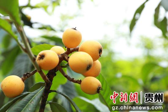 5月14日，剑河镇江村种植的五星枇杷。杨家孟 摄
