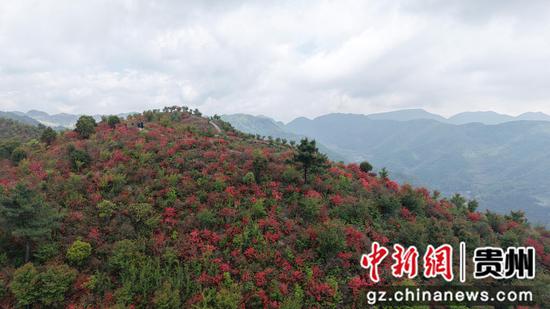 赫章县财神镇彝毛梁子盛放的小叶杜鹃 鲁绍林 摄