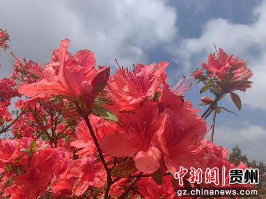 贵州赫章财神镇 漫山杜鹃醉游人