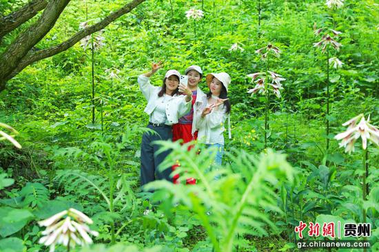 游客在剑河县南寨镇岔路村乌皆溪林场赏花打卡。杨菊梅 摄