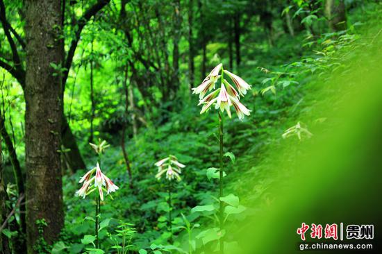 剑河县南寨镇岔路村乌皆溪林场野生大叶百合陆续绽放。杨洁茹 摄