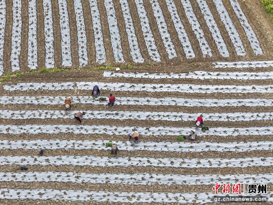 大吉村辣椒种植基地航拍。李杰 摄